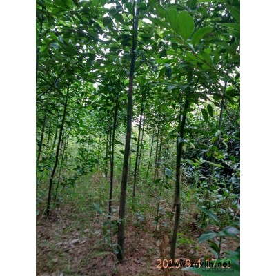 桂花 桂花小苗供應/桂花 桂花小苗圖片