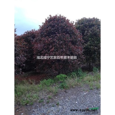 湖北咸寧藝家百年苗木基地常年供應各種綠化12公分全冠杜英