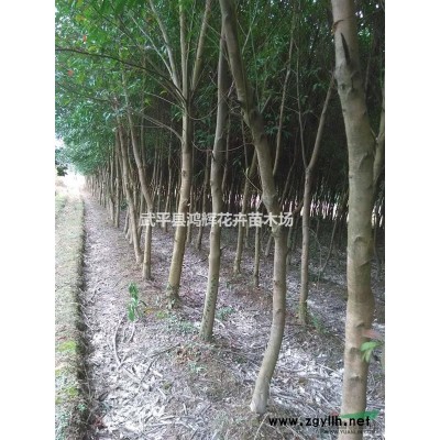 福建杜英規格*,杜英苗圃直供價格優惠