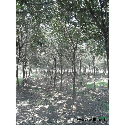 大葉女貞7-12公分報價/安徽大葉女貞7-12公分報價