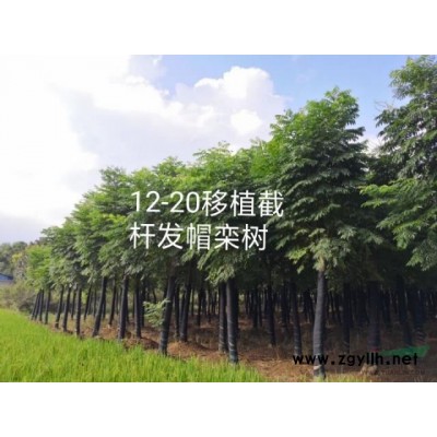 桂花四季桂八月桂月月桂丹桂 湖南益陽迎風橋木子苗木 一手貨源