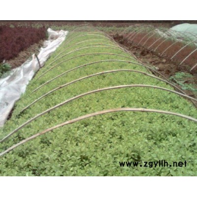 大葉女貞.小葉女貞