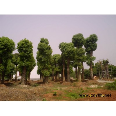 香樟、桂花、廣玉蘭、欒樹、杜英