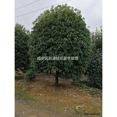 咸寧美國紅楓工地上貨中 紅點紅楓報價