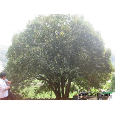 桂花基地報價/浙江桂花基地報價