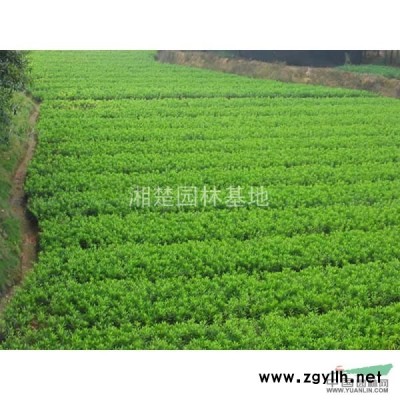 杜鵑 紅葉石楠 紅繼木 桂花等小苗 價格0.5元每棵