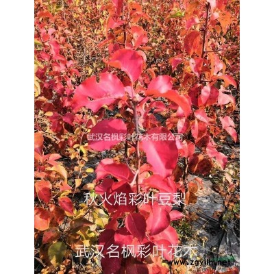 紅冠紅楓苗圃-湖北精品紅冠紅楓供應-名楓彩葉
