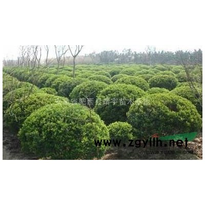 馬褂木 安徽馬褂木規格* 馬褂木報價