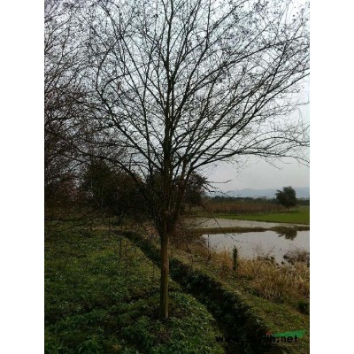 馬褂木、無(wú)患子、黃山欒樹