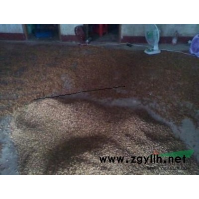 廣西桂花種子、廣西桂花種子、桂林桂花種子價格