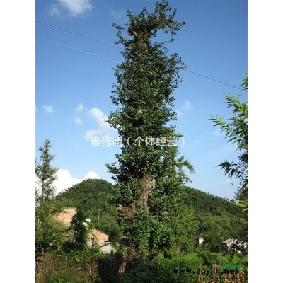 桂花（米徑5公分）