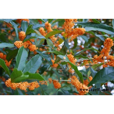 桂花 別名：紅木樨