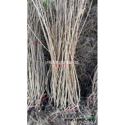 江蘇沭陽馬褂木價格_江蘇馬褂木報價_江蘇馬褂木苗圃基地