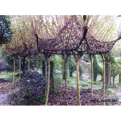 四川桂花基地價格