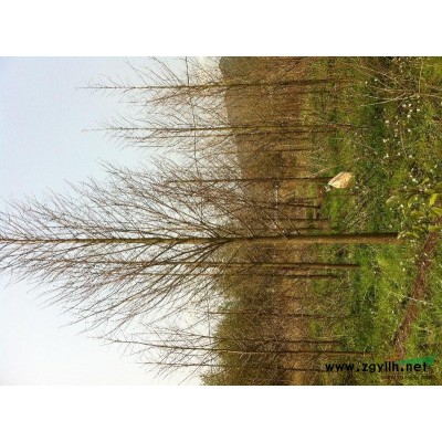 大量8-15公分水杉，8-15公分杜英，質量上成，價格實惠。