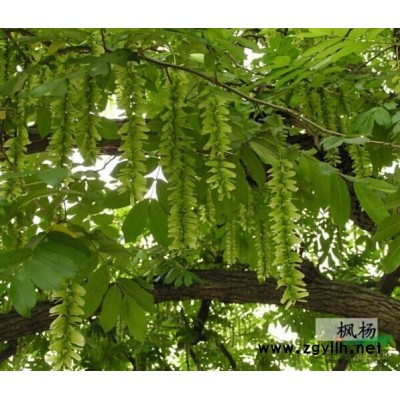 四川高桿桂花 優質紫葉李*選四川萬鼎園林