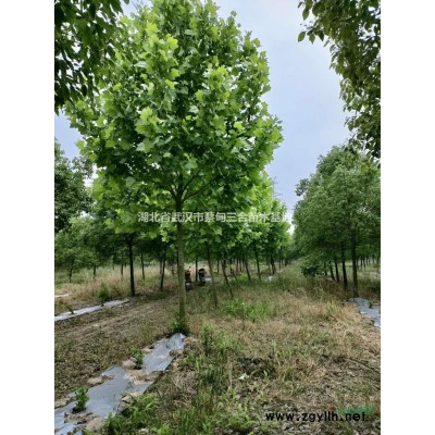 日本紅楓 橙之夢(mèng) 日本紅楓橙之夢(mèng) 湖北日本紅楓 湖北橙之夢(mèng) 湖..