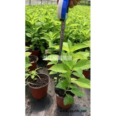 成都紅楓種植基地