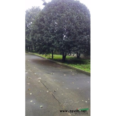 因拆遷現有100多棵冠幅6米至12米的大桂花出售。