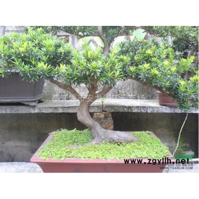 成都桂花供應(yīng) 出售桂花樹