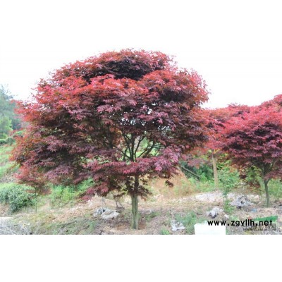 有青楓，紅楓，海棠，桂花等苗木出售