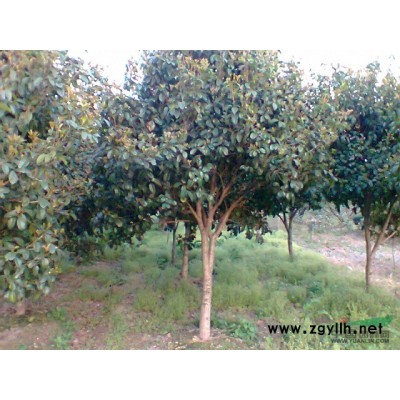 寧波奉化供應苗木桂花