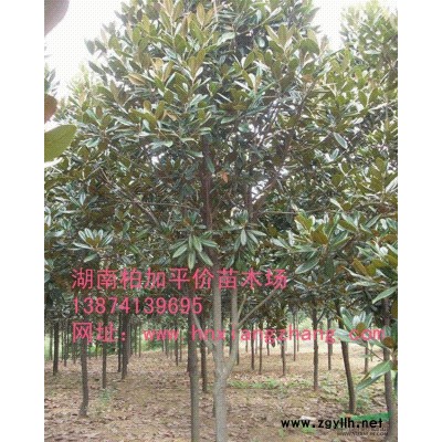 湖南杜英 山杜英 移栽杜英 杜英小苗 全冠杜英 精品杜英 杜英價(jià)格