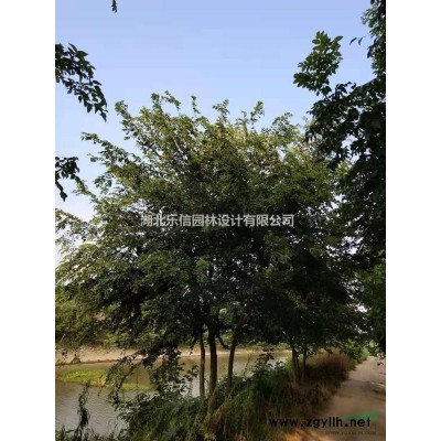 大量馬褂木出售15--30