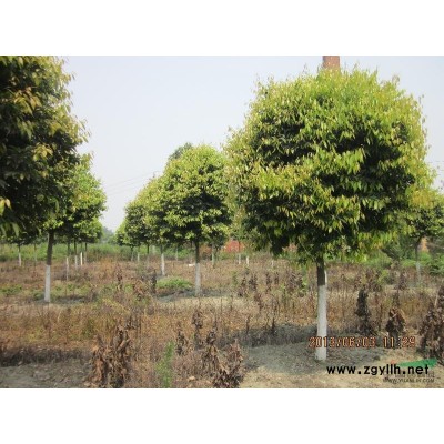 桂花！大梔子！相因處理咯