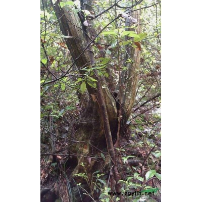 廣東供應大桂花