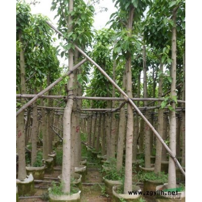 文盛苗木場(chǎng)大量供應(yīng)杜英8、10、12、15公分袋苗