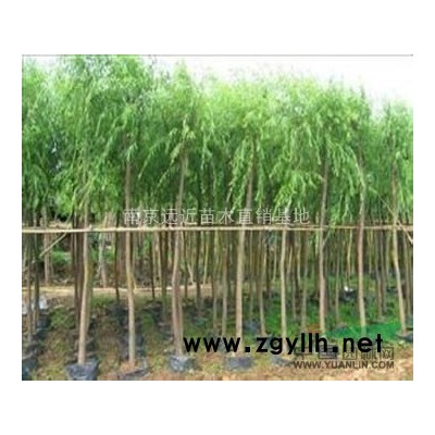 馬褂木價格，北美馬褂木價格、苗圃馬褂木價格