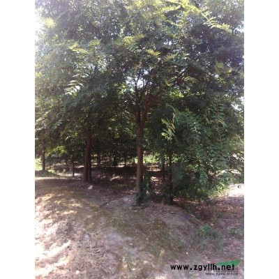 浙江嵊州竹君花木場(chǎng)常年提供5-30公分精品杜英