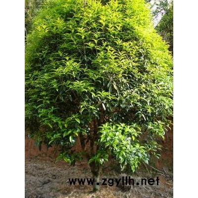 馬褂木、杉苗、杜英、獼猴桃苗