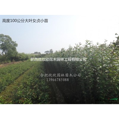 三角楓行情報價\三角楓圖片展示、五角楓、紅楓、青楓、雞爪槭