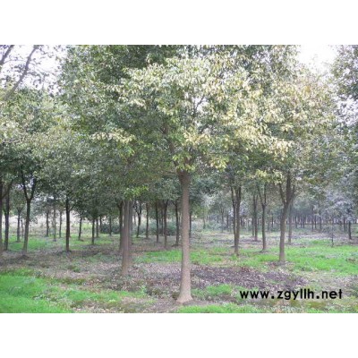 無患子、馬褂木、廣玉蘭