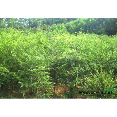 供應八月桂，無患子，含笑，紅豆杉，杜英，馬褂木等各規格種苗