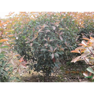 桂花1報價/陜西桂花1報價