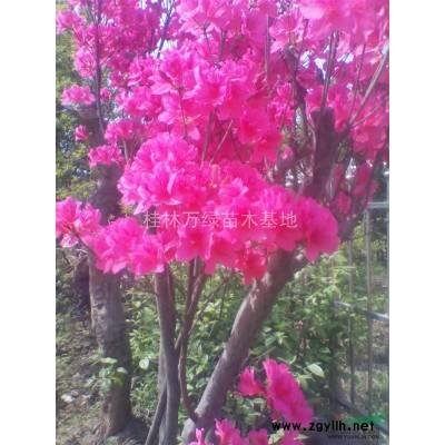 大量供應四季紅桂花小苗