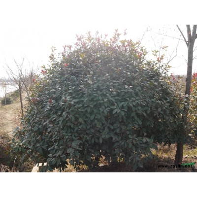 紅葉石楠球，日本紅楓，各種碧桃，北美海棠等