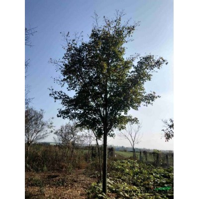 大量供應(yīng)12-14公分精品紅葉李