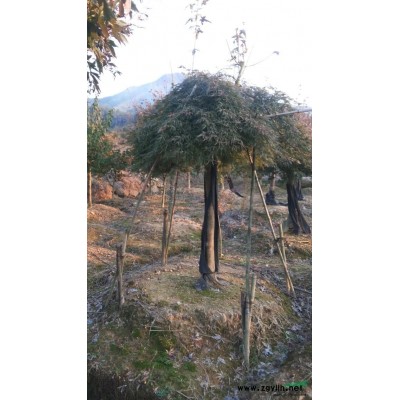 浙江紅楓基地信息