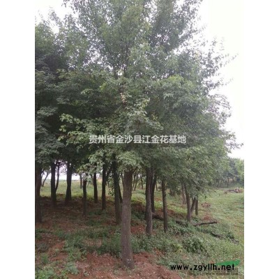 地徑30量12cm紅葉李.紫葉李