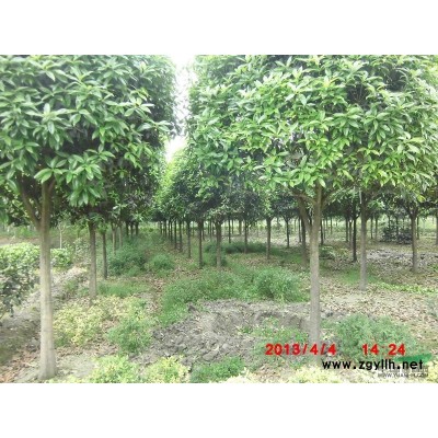 出售大量寶珠香球和高桿桂花