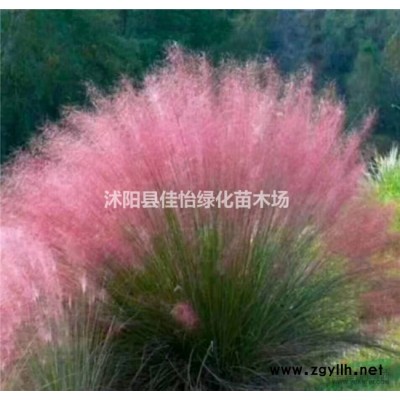 紅葉李紅葉李小苗紫葉李紫葉李小苗園林綠化小區綠化