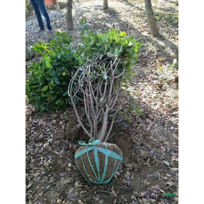 3-8公分紫葉李 紫葉李價格 紫葉李基地 南京紫葉李 紅葉李