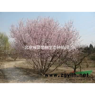 基地長期供應各種規格-五角楓紅楓