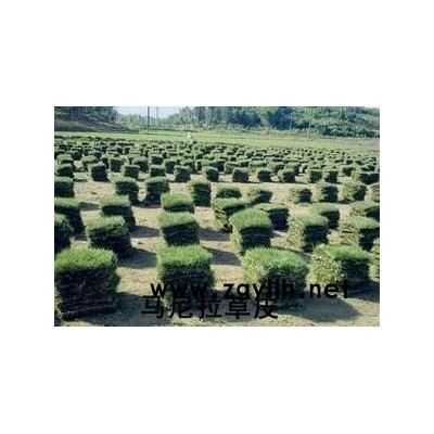 馬尼拉草皮、紅桎木、金葉女貞、桂花苗、杜鵑苗