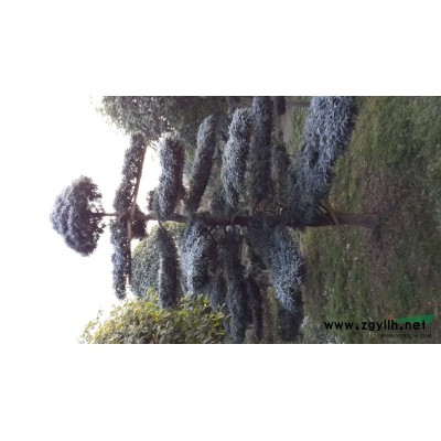 湖南紅楓價(jià)格 紅楓大樹 嫁接紅楓 青楓 日本紅楓 大紅楓 紅楓基地