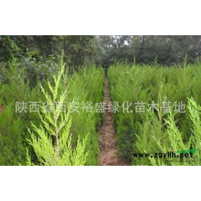 陜西紅楓1*新報價/紅楓1圖片